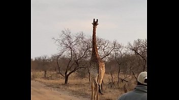 Marina Beaulieu  having sex after a great safari